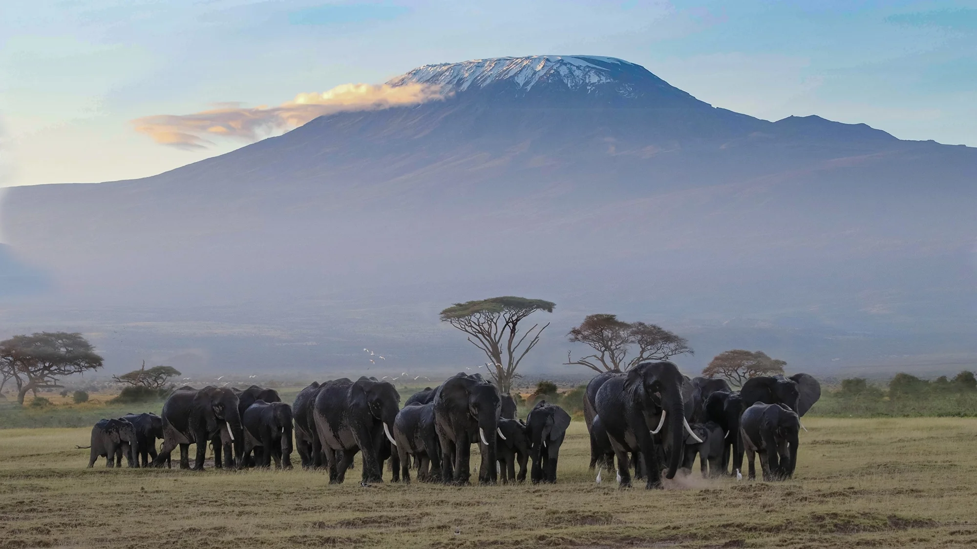3-Day Amboseli Group Safari