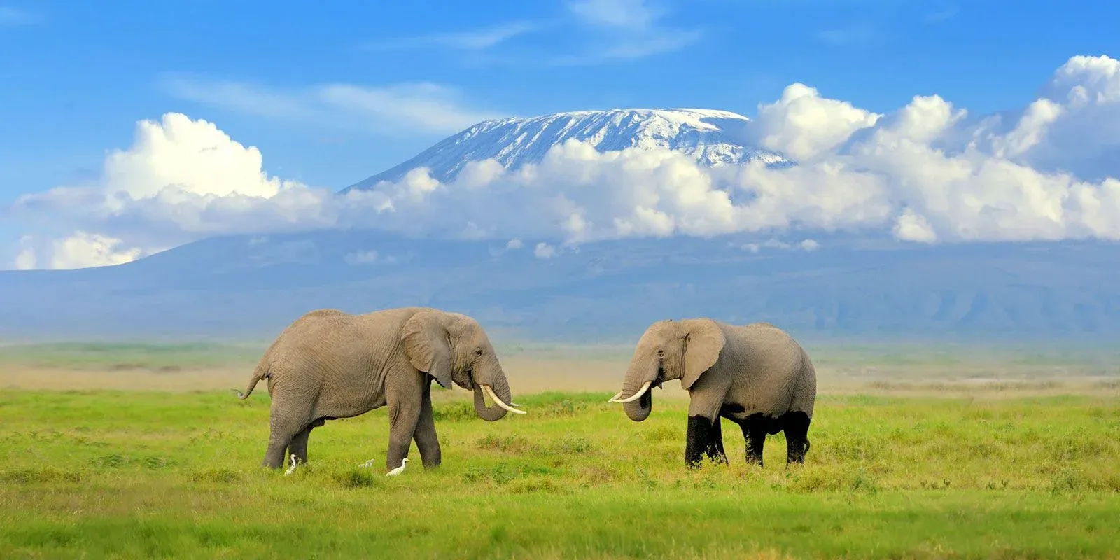 5-Tage-Safari: Amboseli & Tsavo West
