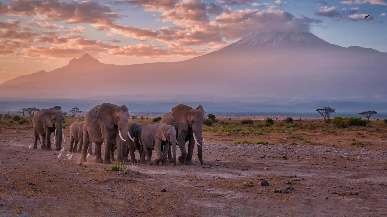 4-tägige Amboseli-Safari: Elefanten unterhalb des Kilimanjaro