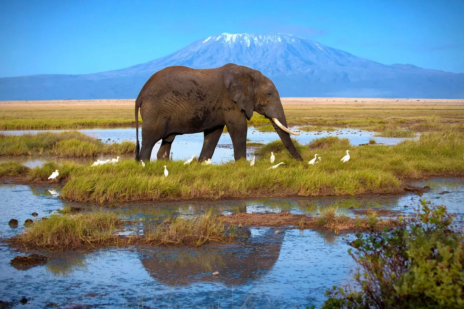 Safari di 8 Giorni Laikipia, Laghi della Rift Valley, Masai Mara e Amboseli