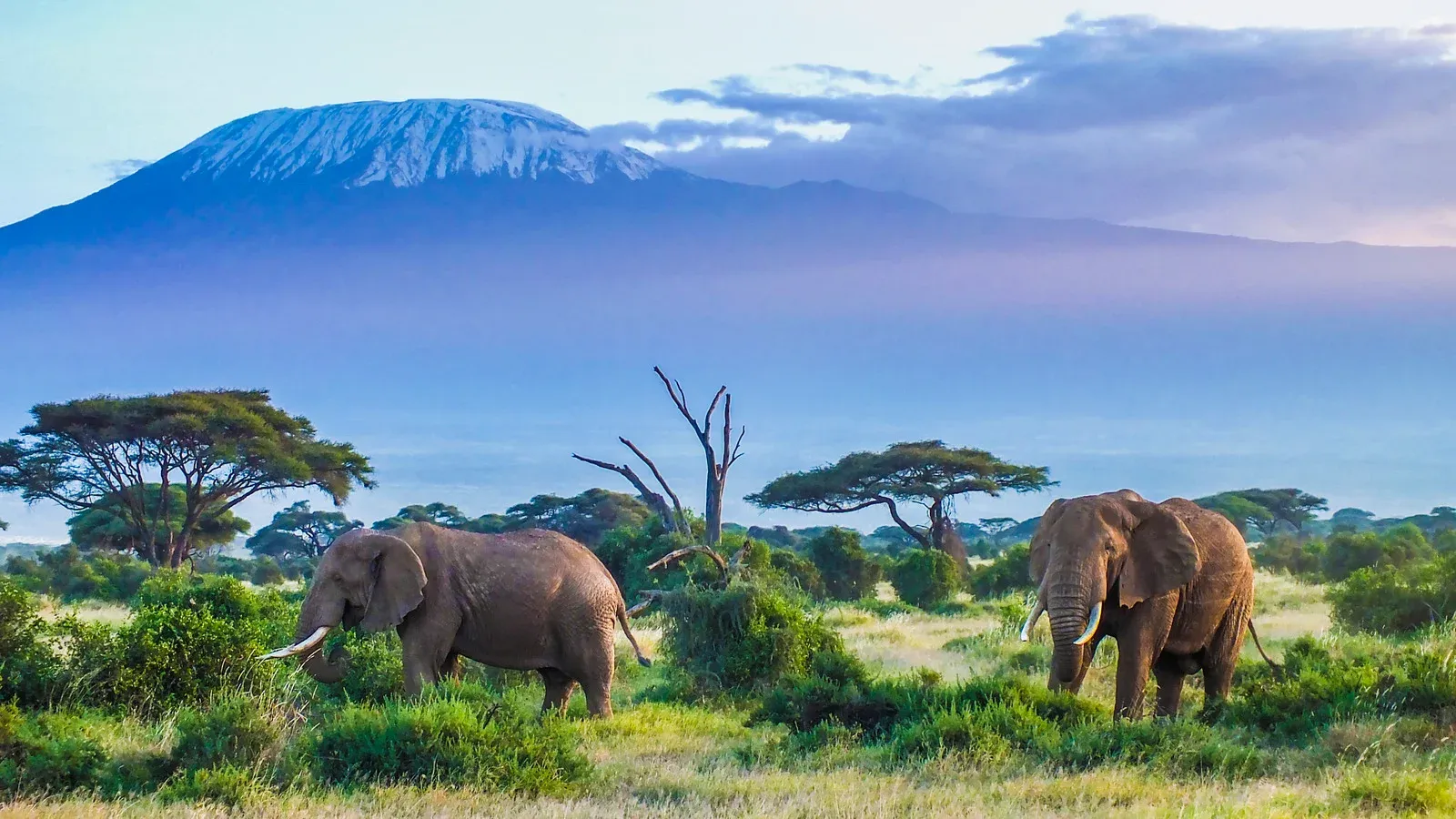 Safari di 6 Giorni tra Samburu, Lake Nakuru e Amboseli: Dal Nord al Kilimanjaro