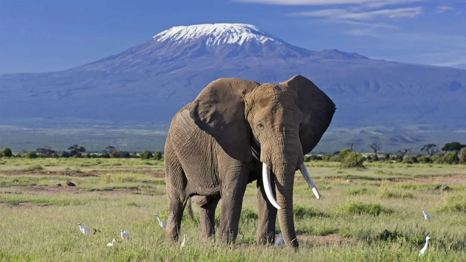 Safari de 4 Días por Amboseli y Tsavo East