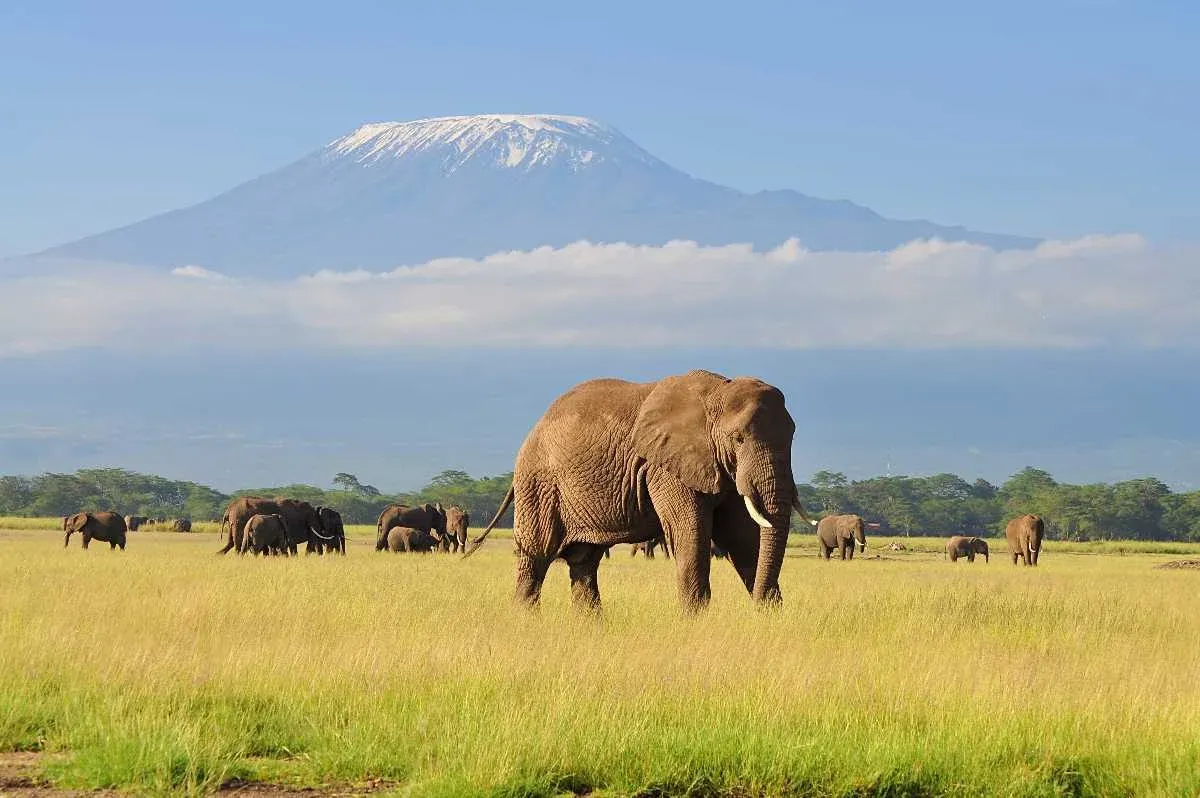 6-tägige Amboseli-, Tsavo-West- & Tsavo-East-Safari