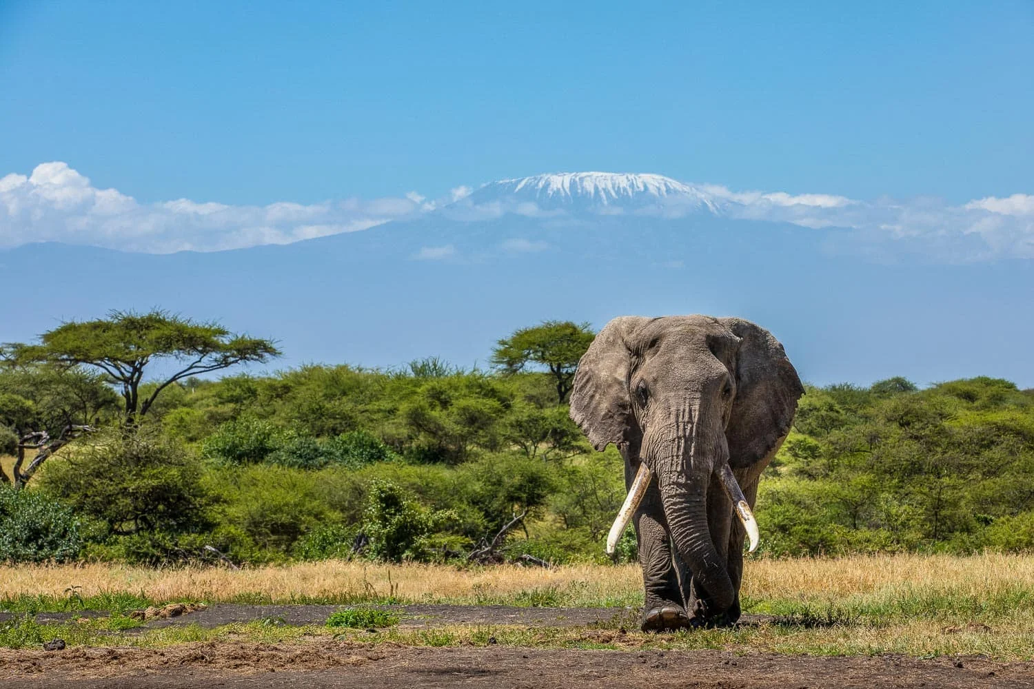 Safari de 5 jours dans les Chyulu Hills — safari à cheval au ol Donyo Lodge
