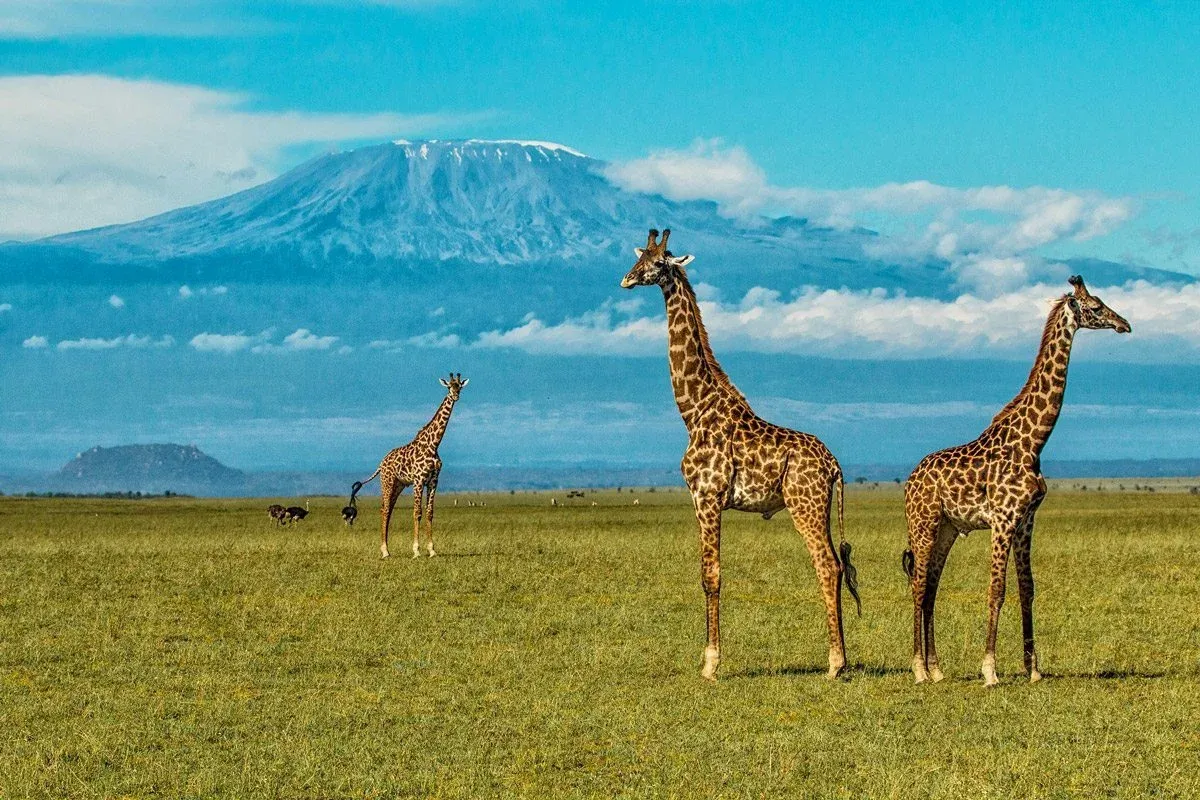 Safari prolongé de 7 jours dans les Chyulu Hills