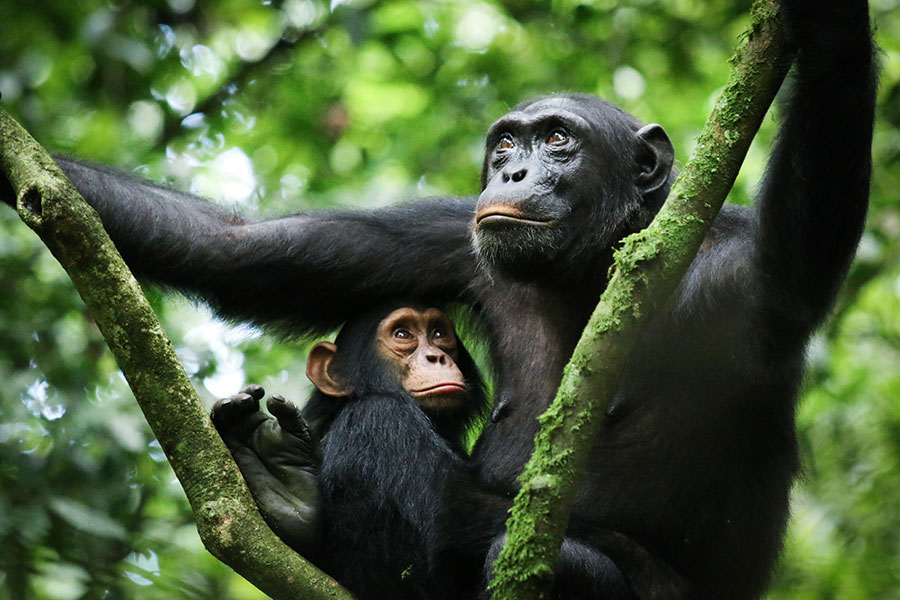 Gombe Stream National Park
