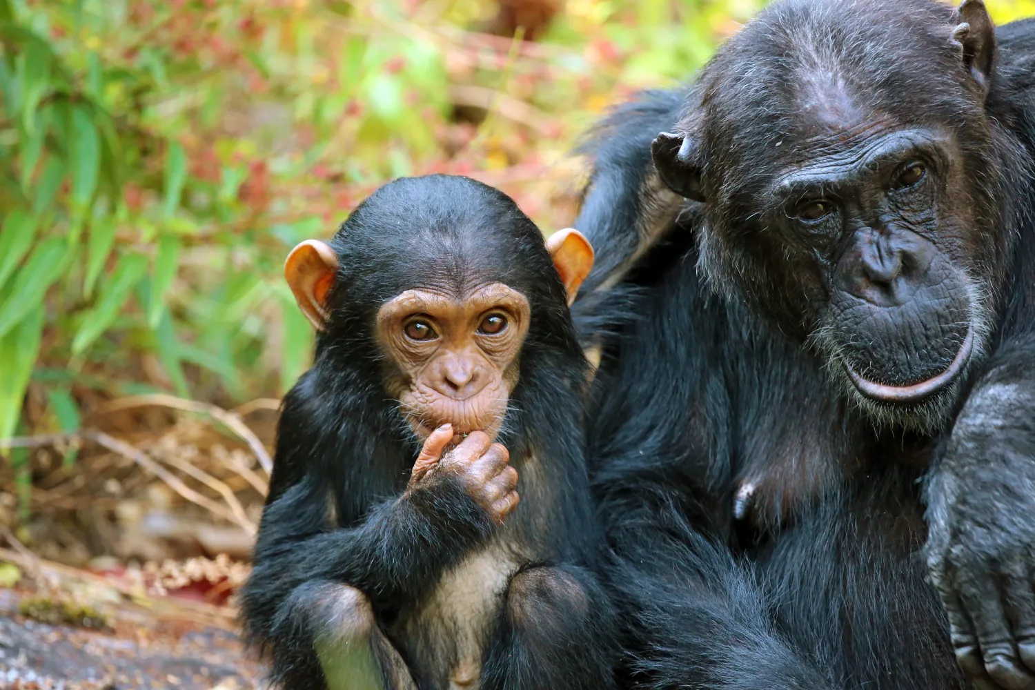 10-Tage Große Westtanzania-Safari (Gombe + Mahale + Katavi)