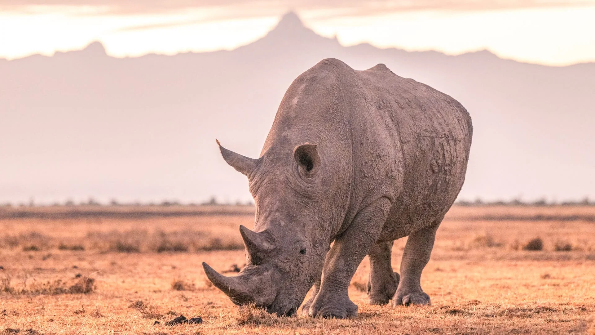 Safari de 3 jours à Aberdare et Ol Pejeta