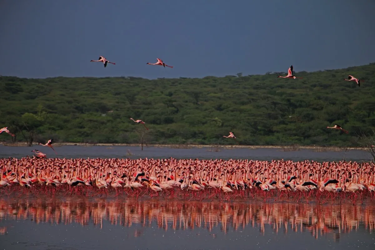Lake Bogoria National Reserve