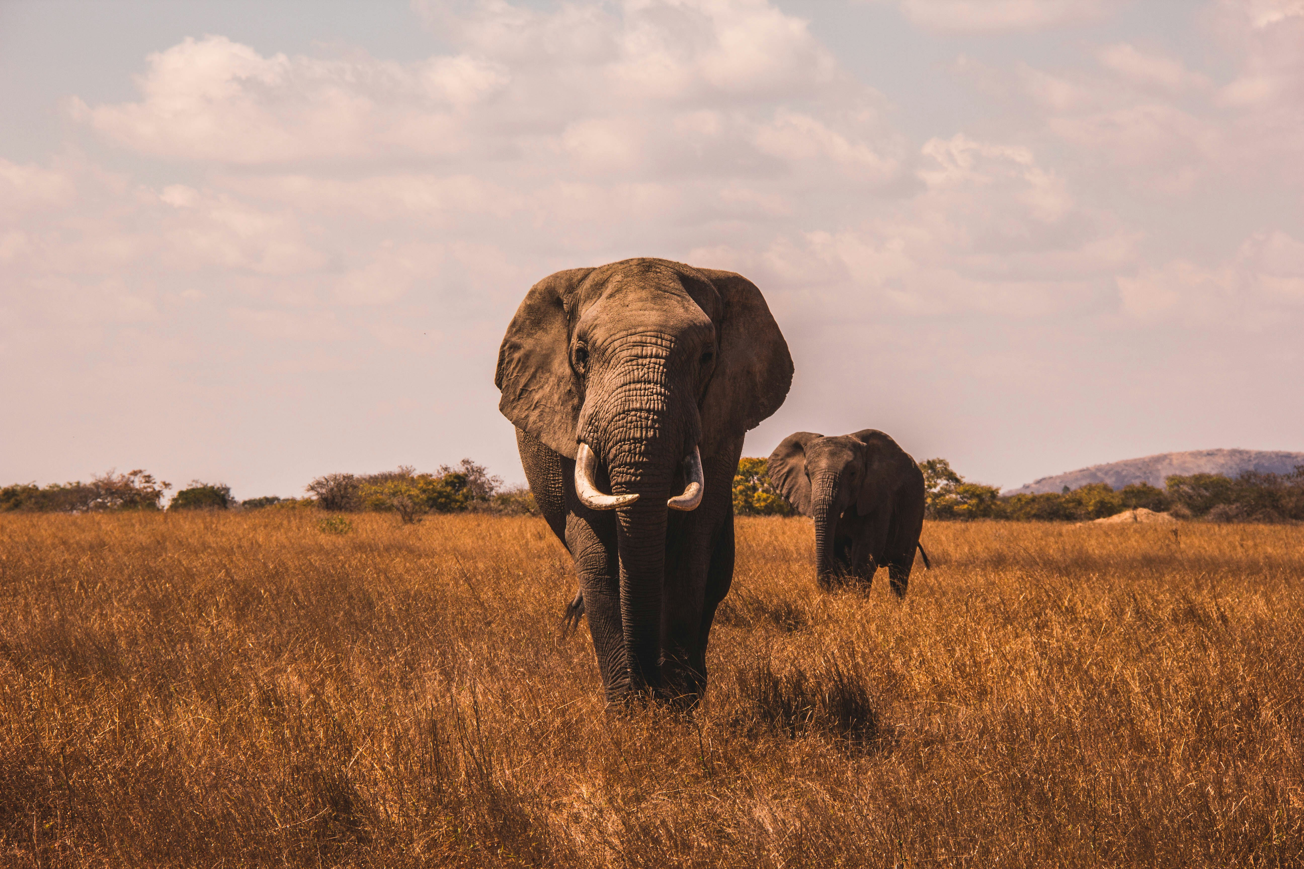 Safari de 2 Días a Lake Manyara y Ngorongoro