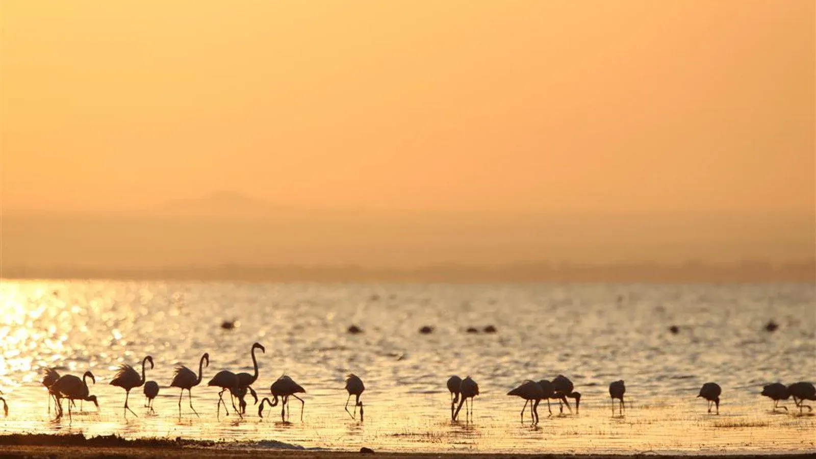 Lake-Manyara-Safari-Tagesausflug