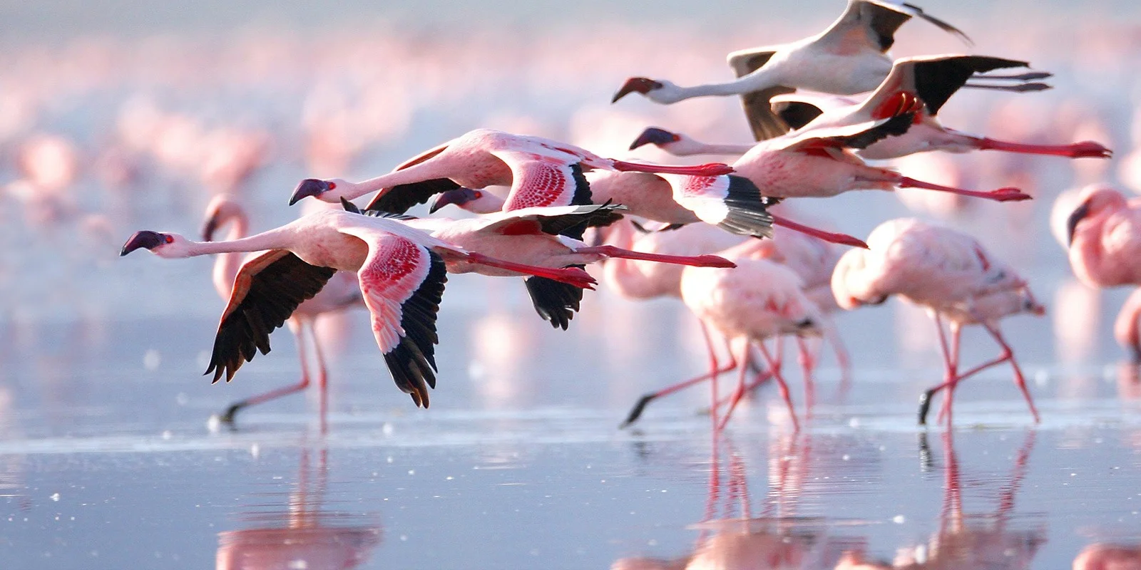 Lake Naivasha — 5