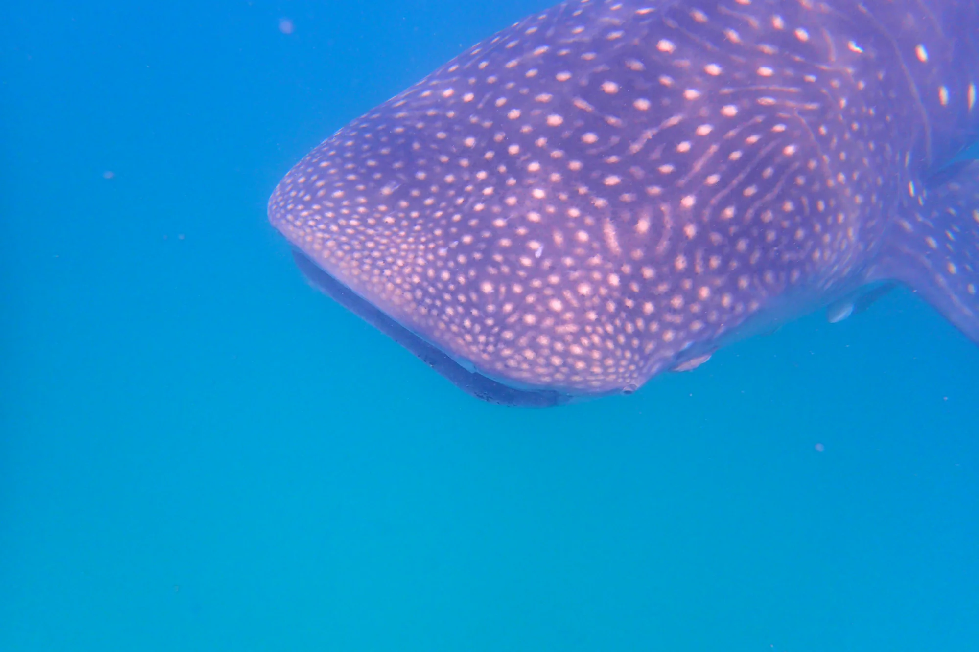 7-Tage Pemba und Mafia Island Tauchsafari