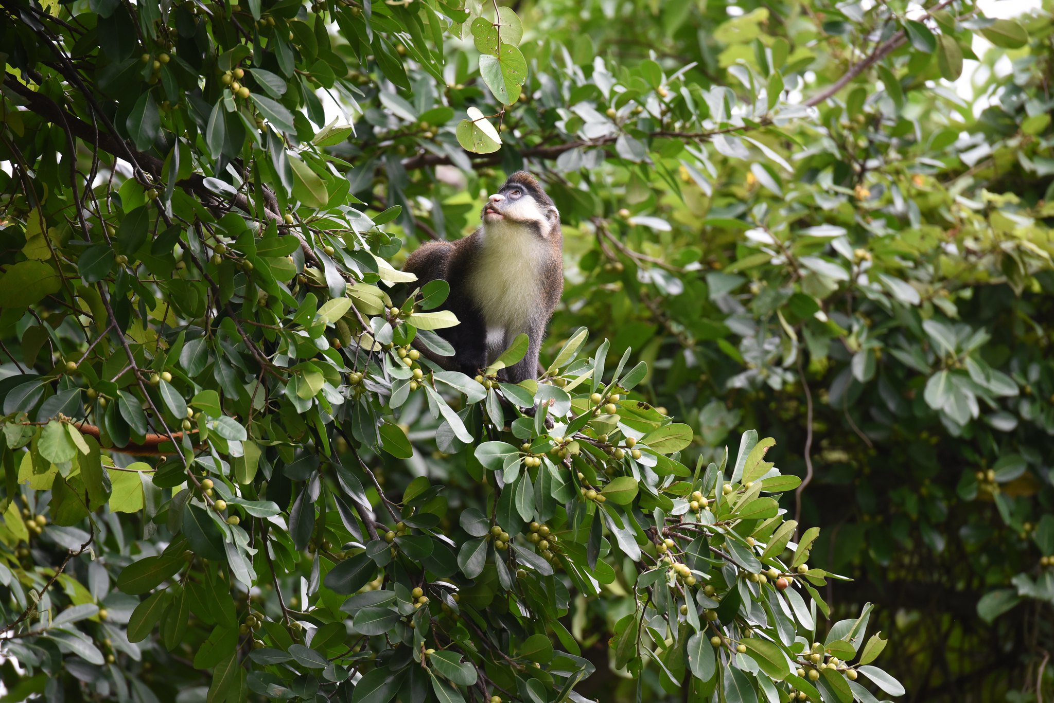 Mahale Mountains National Park — 4