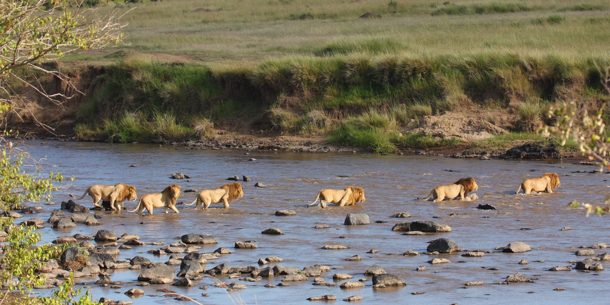 Safari di 4 Giorni tra Amboseli, Lake Naivasha e Masai Mara