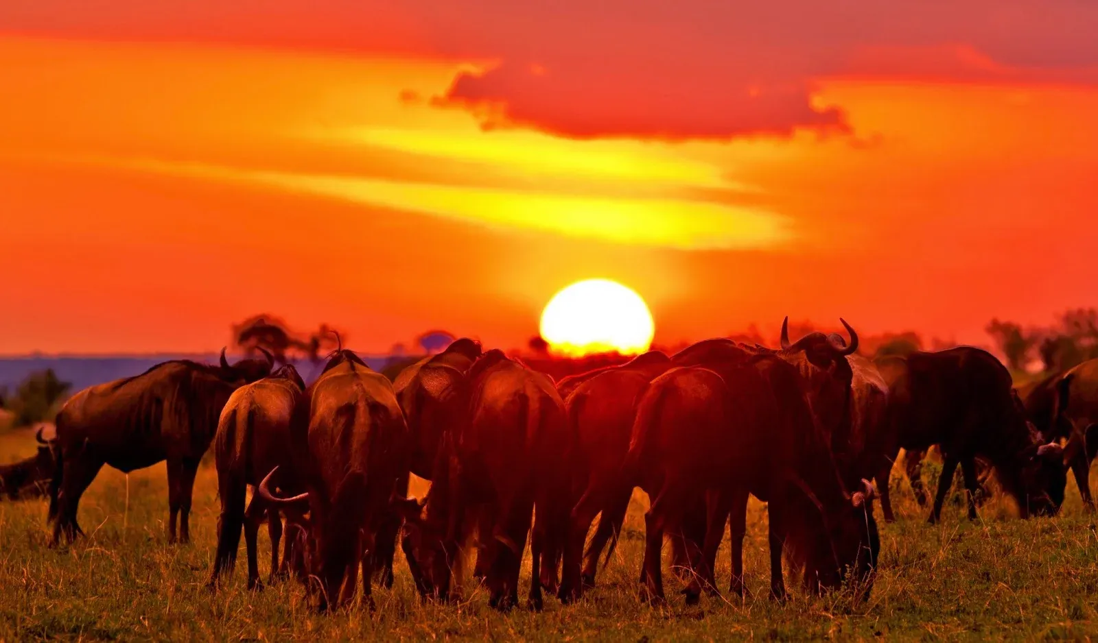 Safari di 4 Giorni tra Masai Mara, Lake Nakuru e Lake Naivasha