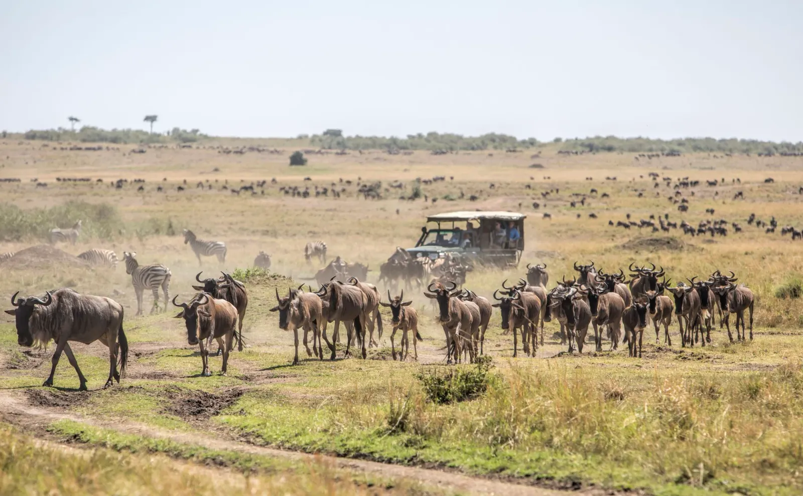 Safari Fly-In di 4 Giorni nel Masai Mara
