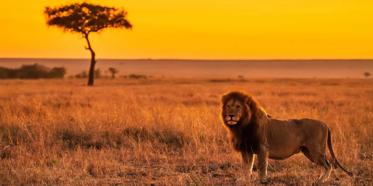 6-tägige Samburu-, Lake-Naivasha- & Masai-Mara-Safari: Vom Frontier-Norden zu den Migrationsebenen