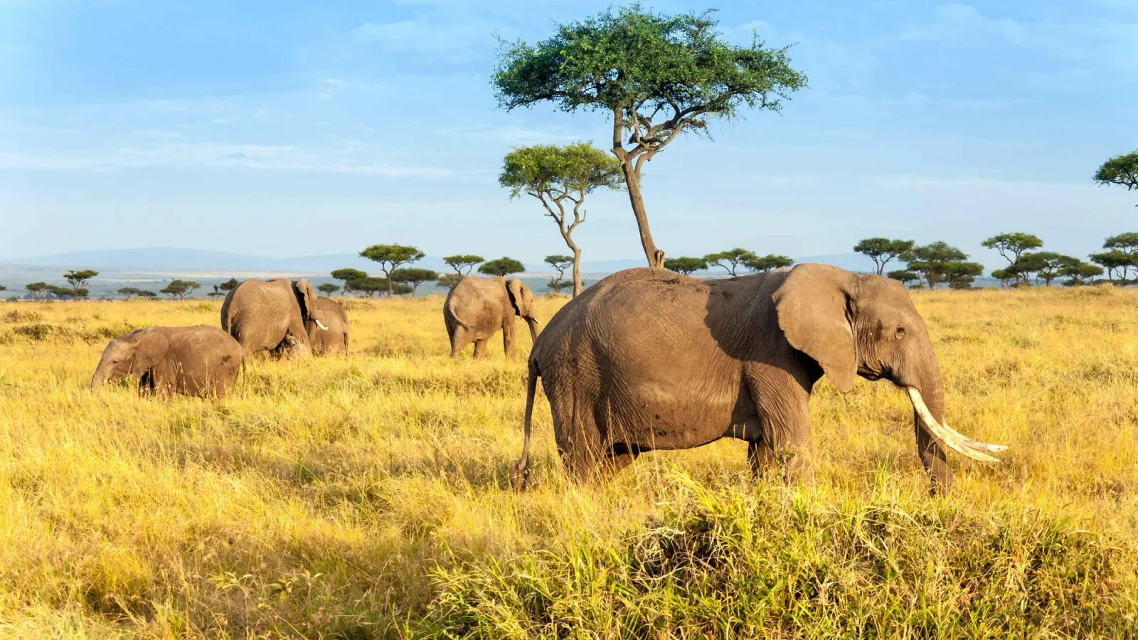 Safari di 4 Giorni tra Masai Mara e Lake Nakuru