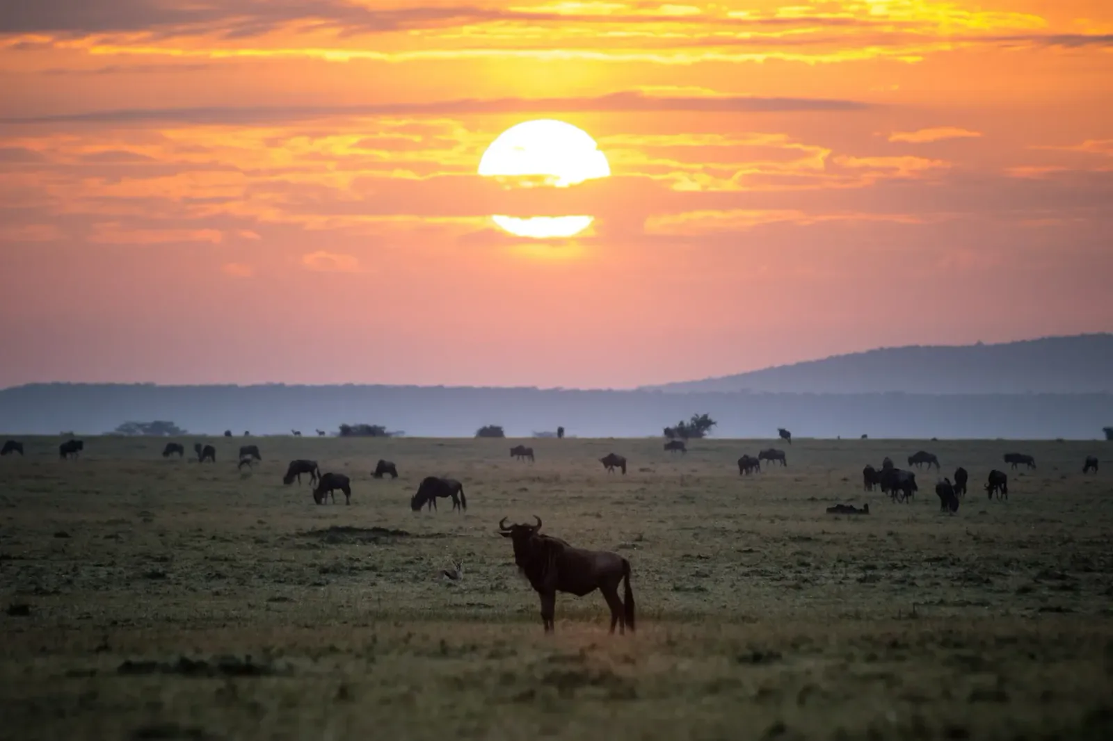 Safari Classico di 3 Giorni al Masai Mara