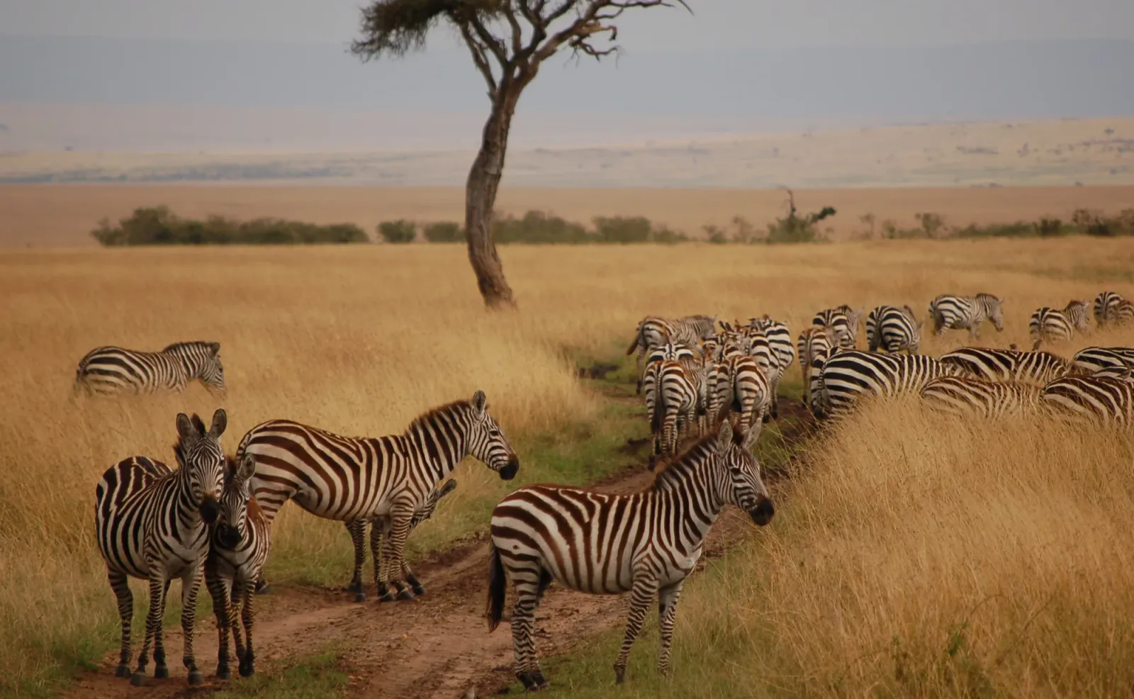 Safari di 5 Giorni: Aberdare, Lake Nakuru e Masai Mara