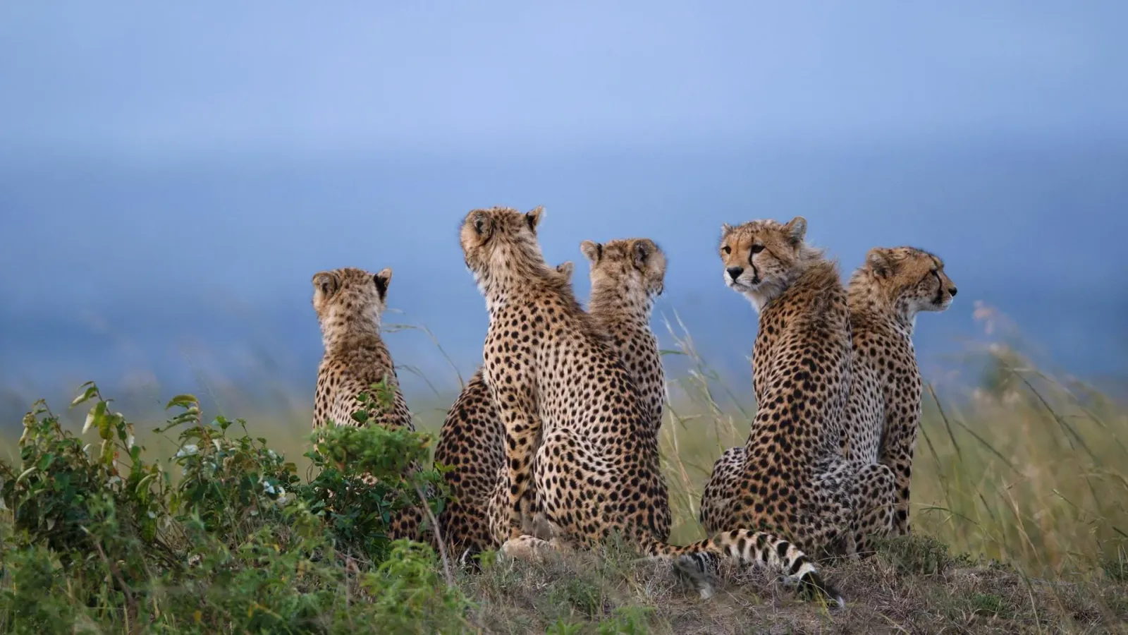 Safari de 7 Días: Masai Mara, Lago Nakuru, Amboseli y Tsavo East
