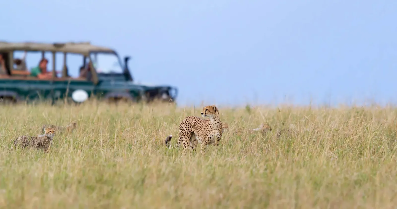 5-Tage-Safari: Amboseli, Lake Naivasha & Masai Mara