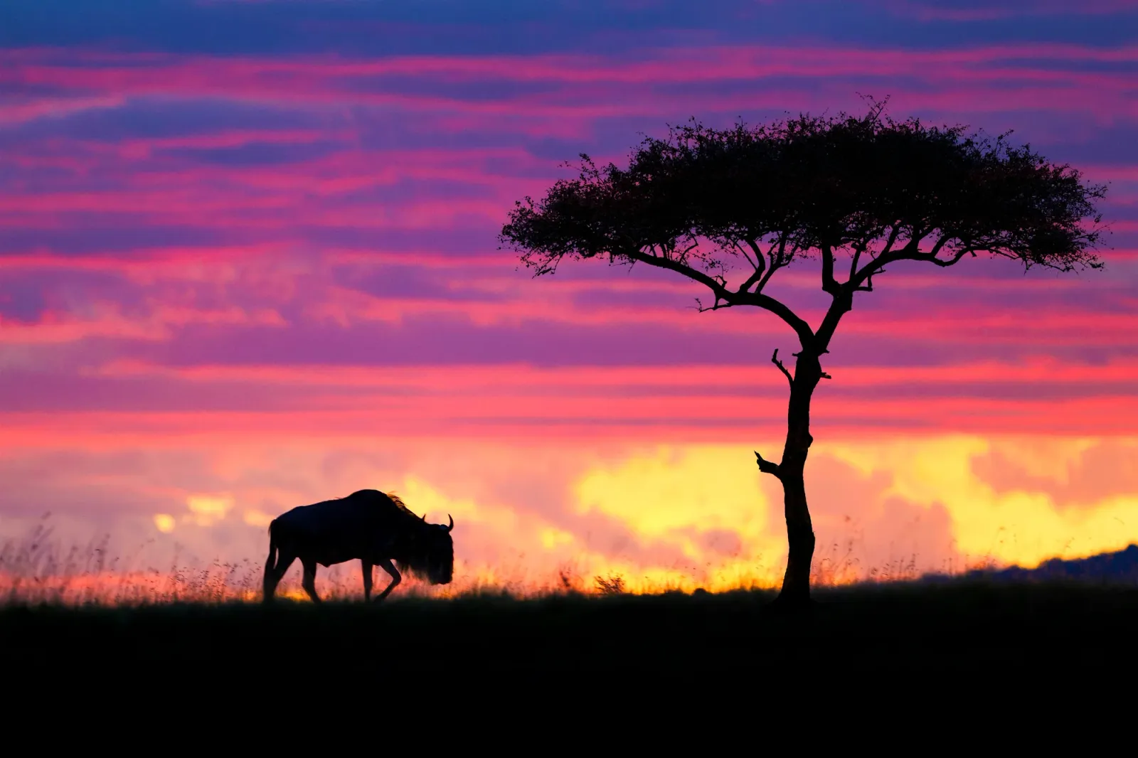Safari Privato di 4 Giorni tra Masai Mara e Lake Naivasha