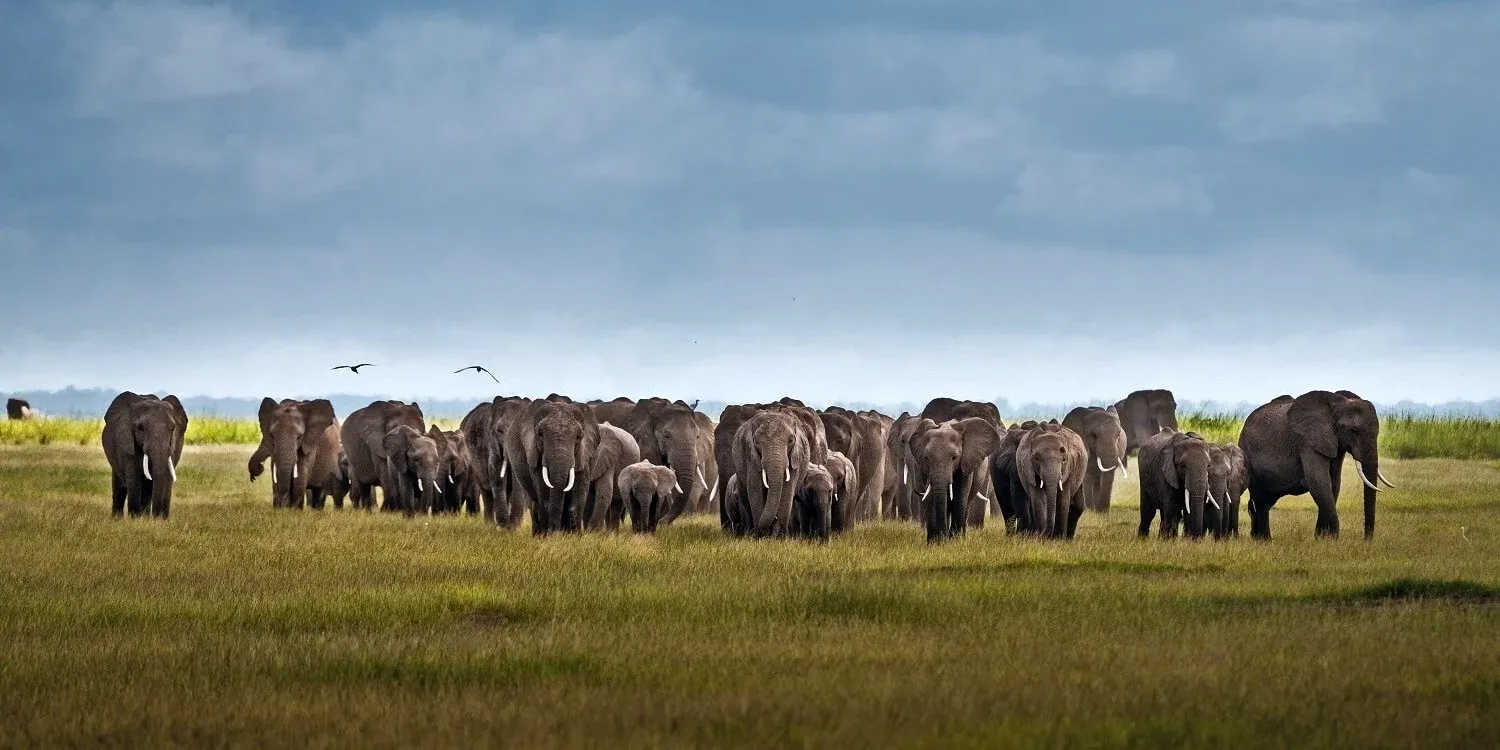 Safari di 7 Giorni a Samburu, Laikipia, Lago Naivasha e Masai Mara