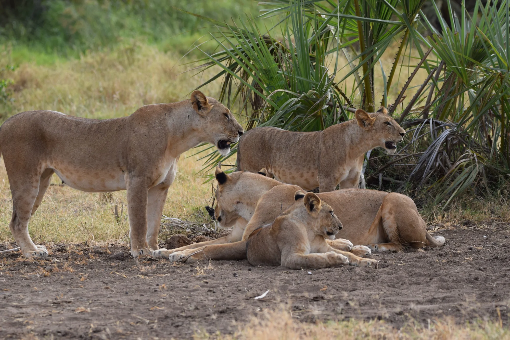 Safari de 3 Jours au Parc National de Meru — Pays du « Born Free »