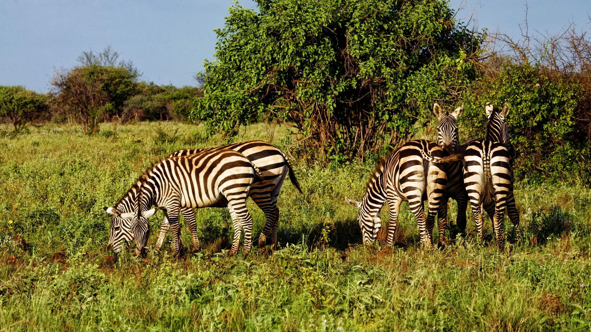 Safari di 6 Giorni Meru, Samburu e Ol Pejeta nel Kenya Settentrionale