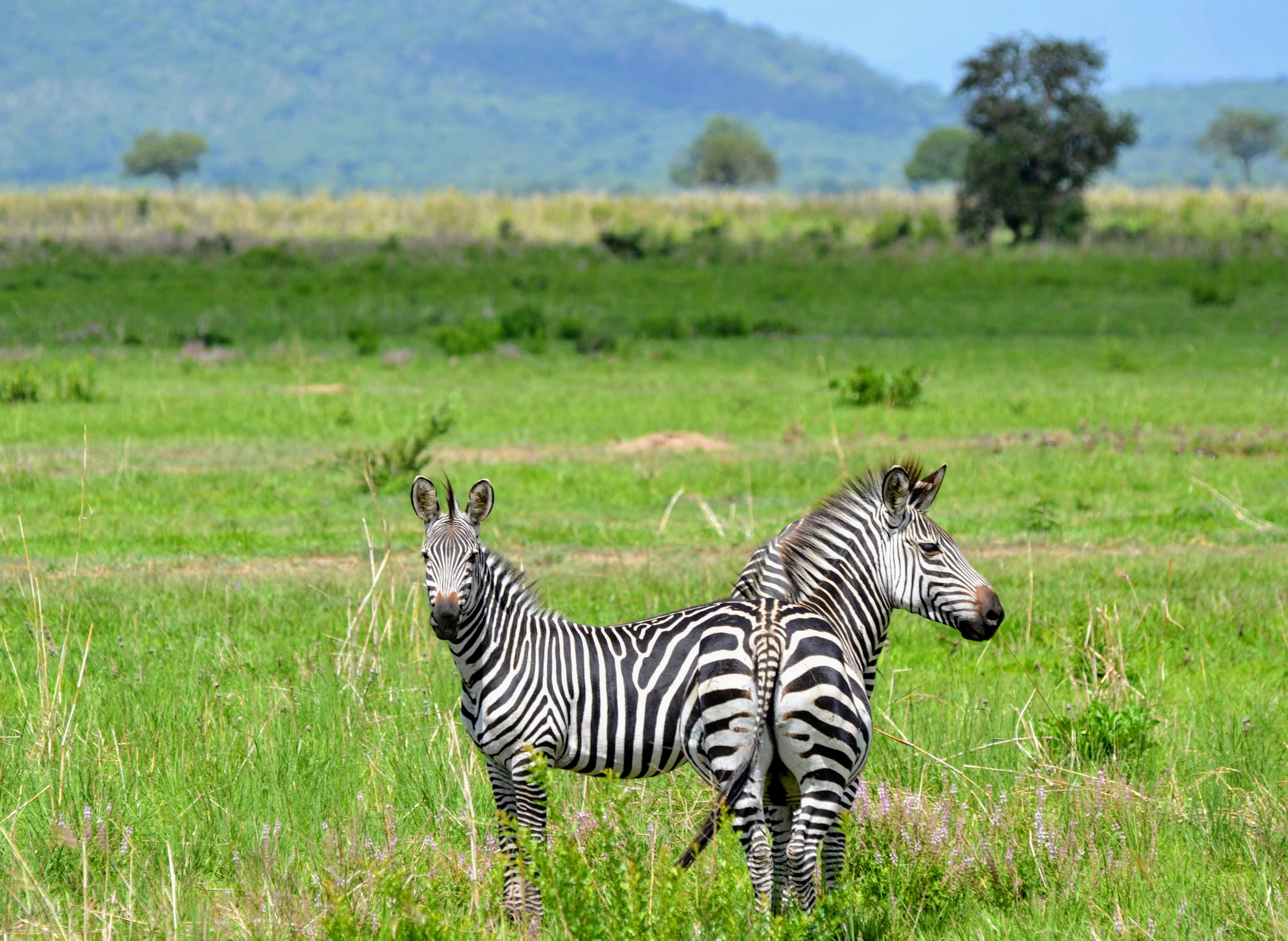 Safari de 3 Jours à Mikumi depuis Dar es Salaam