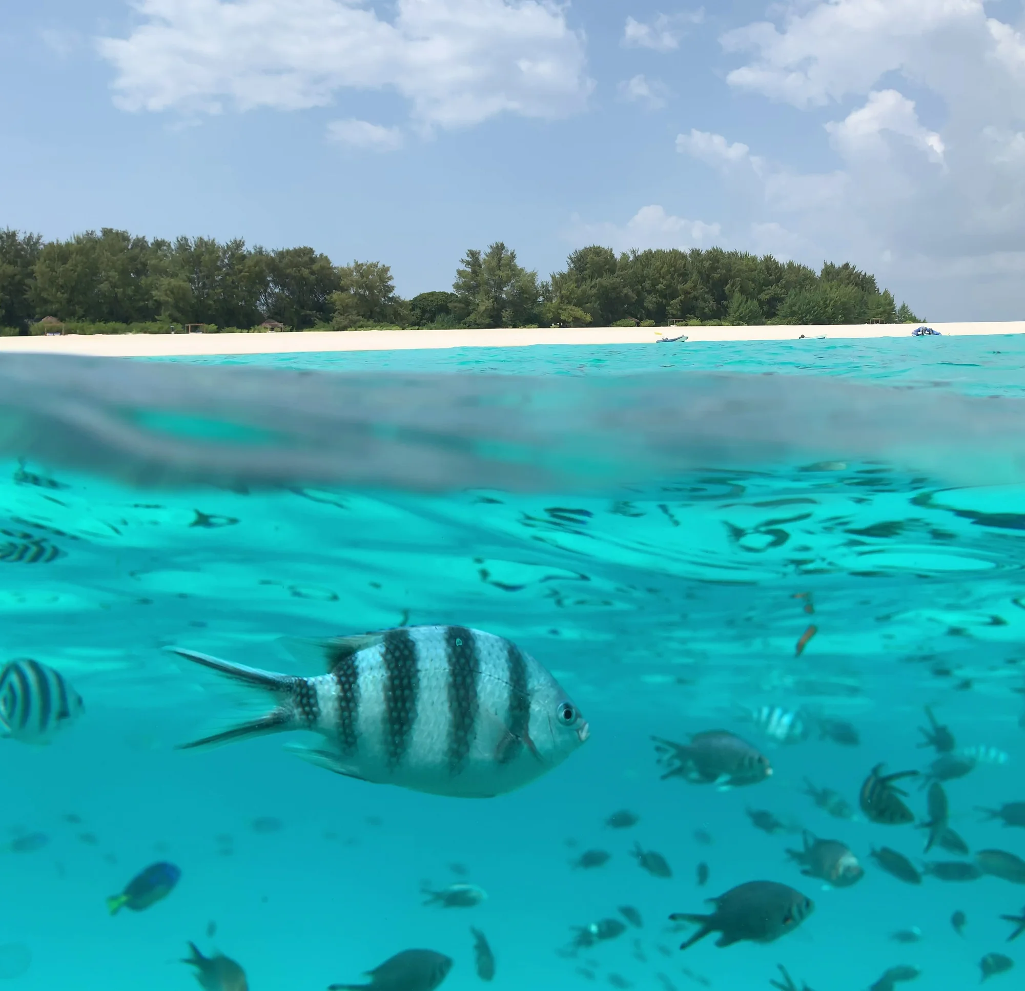 7 Días: Stone Town y la Isla Mnemba — El Zanzibar Completo