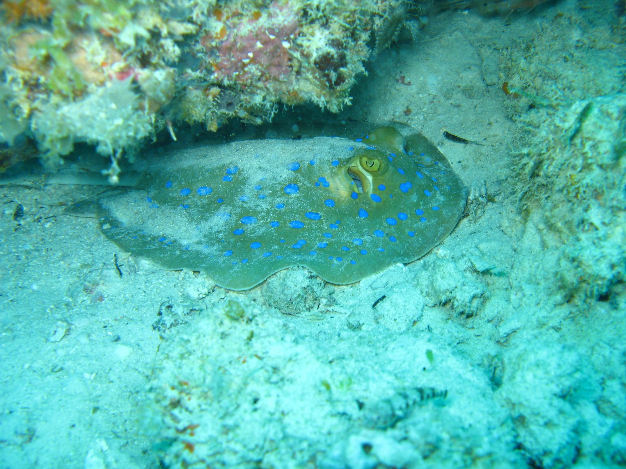 8-tägige Migration-Flussüberquerung + Mnemba Island