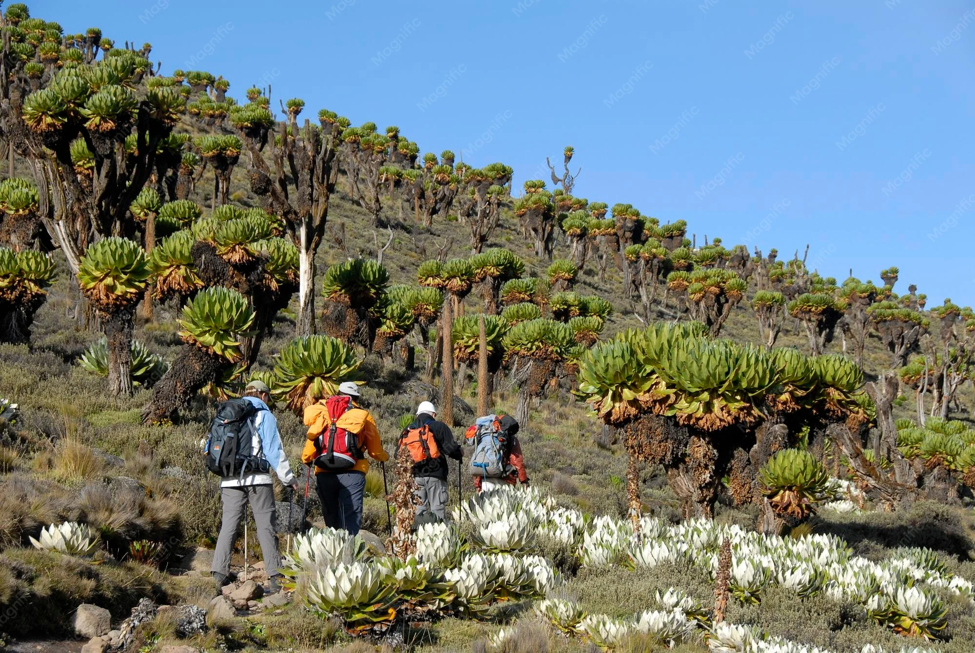 Mount Kenya National Park — 4