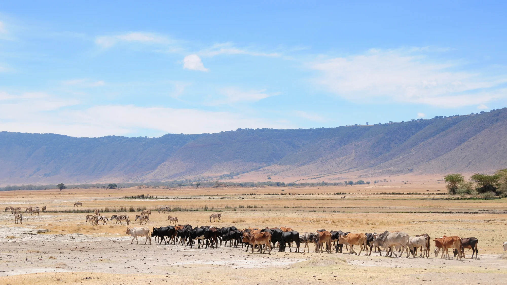 Fuga di 5 Giorni tra Ngorongoro e la Migrazione del Serengeti