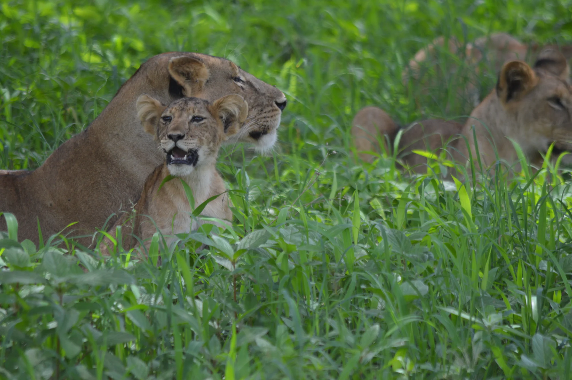 Safari Fly-In di 5 Giorni tra Valle e Cratere in Tanzania
