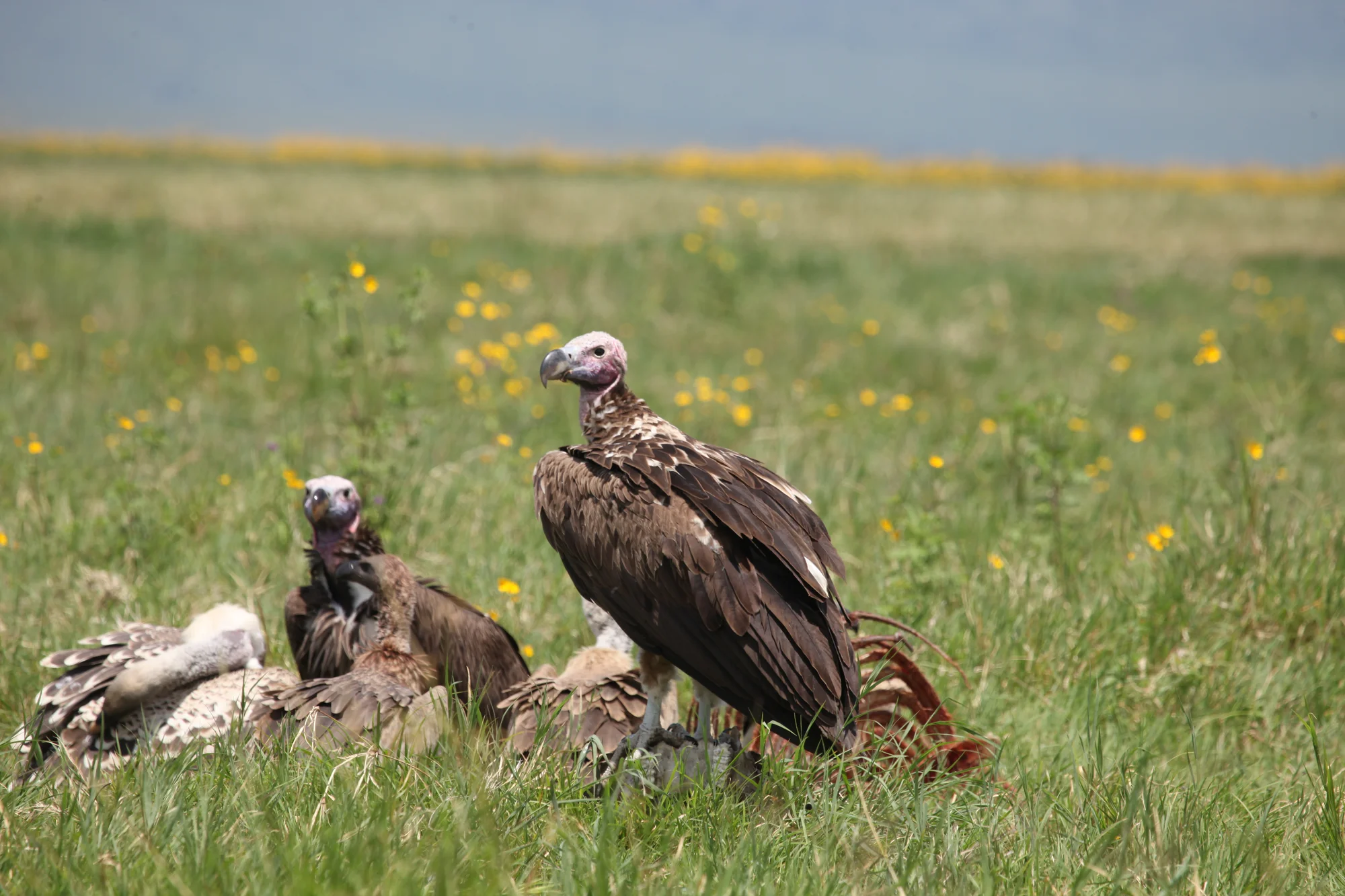 Estancia de 3 Días Centrada en Ngorongoro