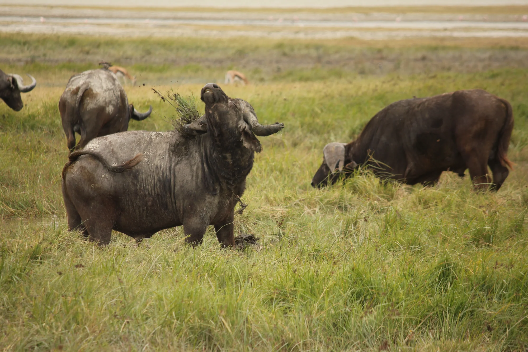 Safari Privato di 8 Giorni: il Meglio di Ngorongoro e Serengeti