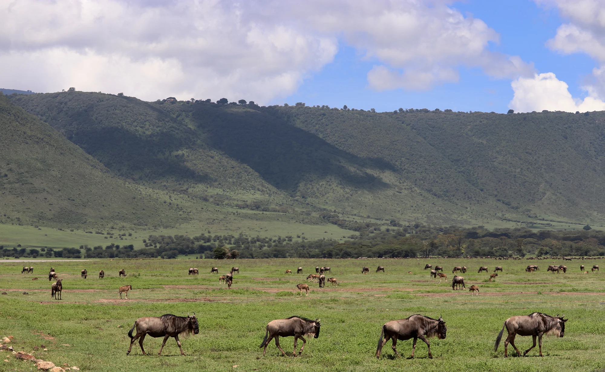 Safari di 6 Giorni: Ngorongoro Crater e Migrazione del Serengeti