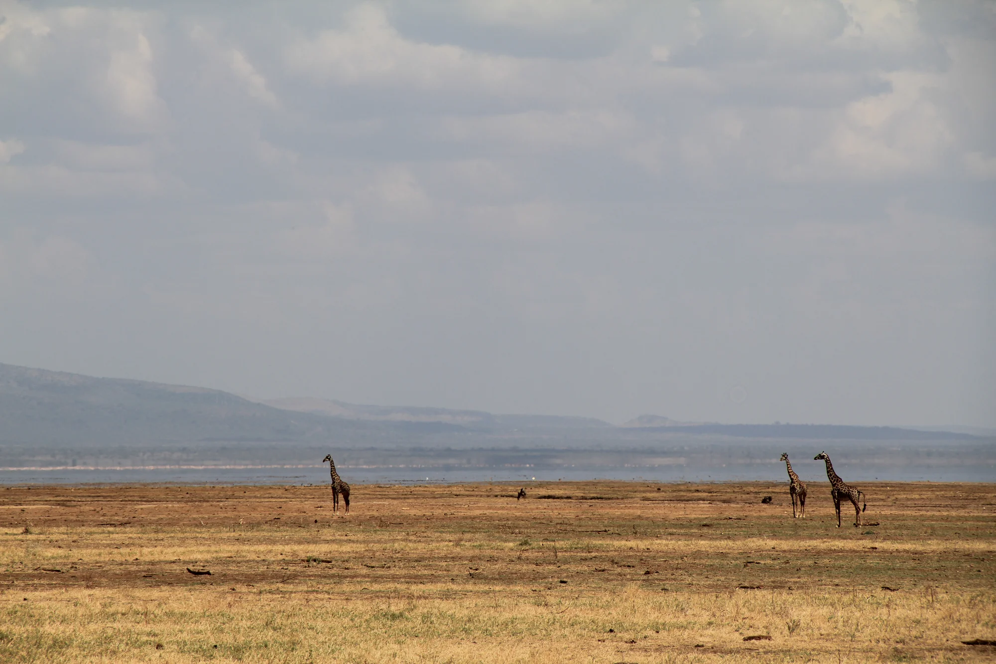 Safari de 3 Días al Cráter de Ngorongoro desde Karatu