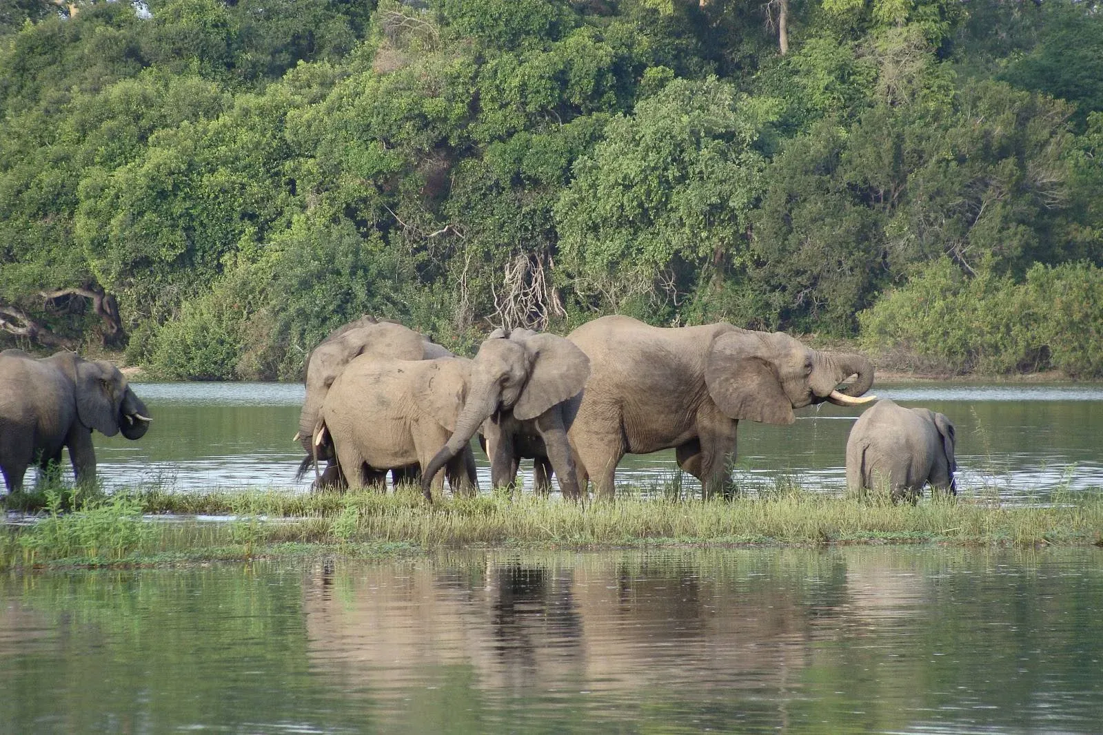 7-tägige Safari & Suaheli-Küste — Nyerere, Saadani und Bagamoyo