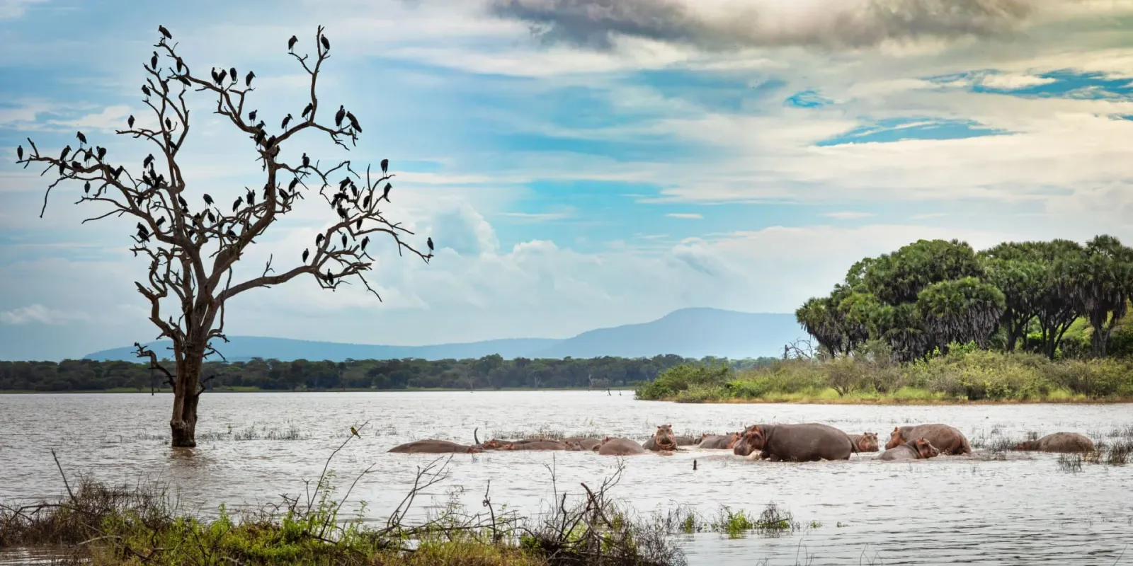 Safari de 7 Días: Mikumi, Udzungwa y Nyerere hasta Zanzibar (Circuito Sur Compacto)