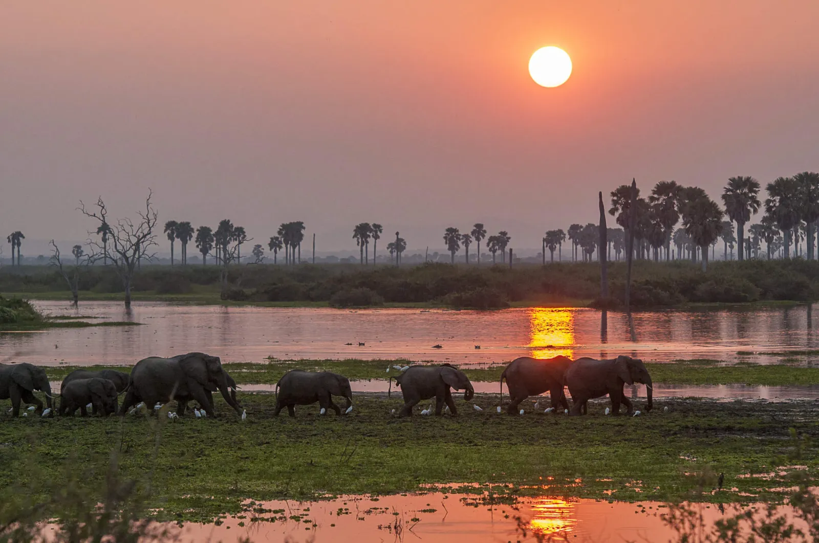 Safari de 4 jours en avion à Nyerere