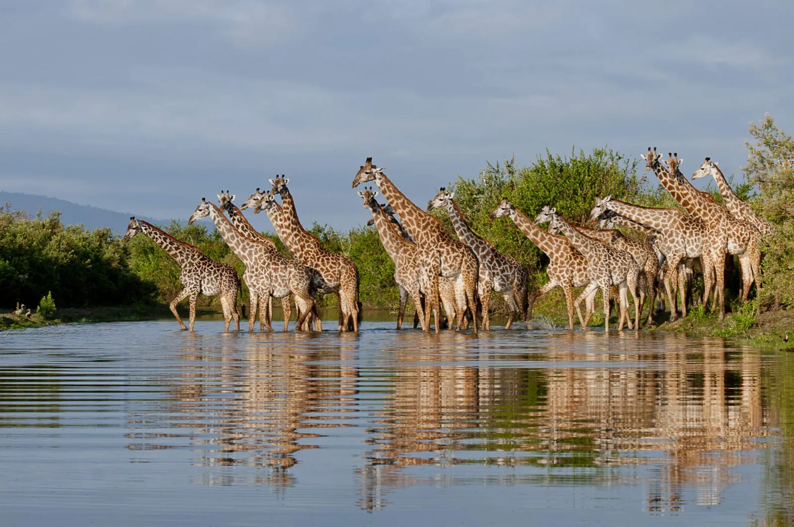 14 jours : Grand Safari du Sud et Saut d'Île en Île — Nyerere, Ruaha, Fanjove et Zanzibar