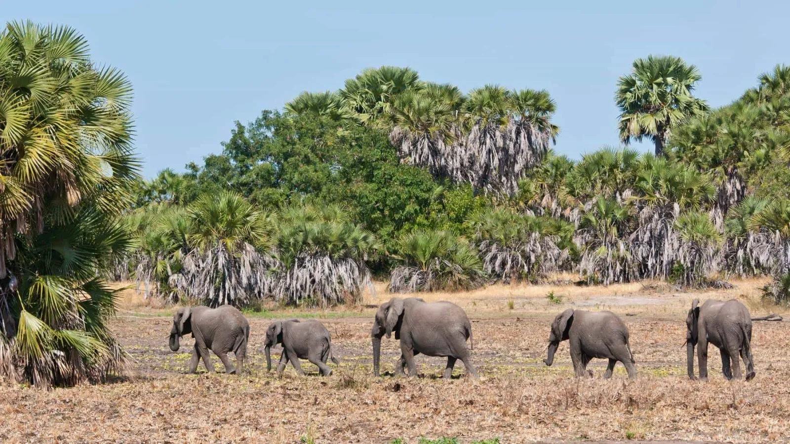 10-tägige Süd-Safari & Mafia Island — Nyerere, Ruaha und die Walhai-Küste