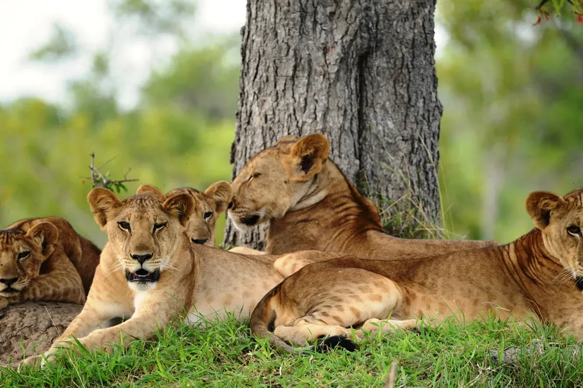 Safari nord de 8 jours & safari en bateau à Nyerere