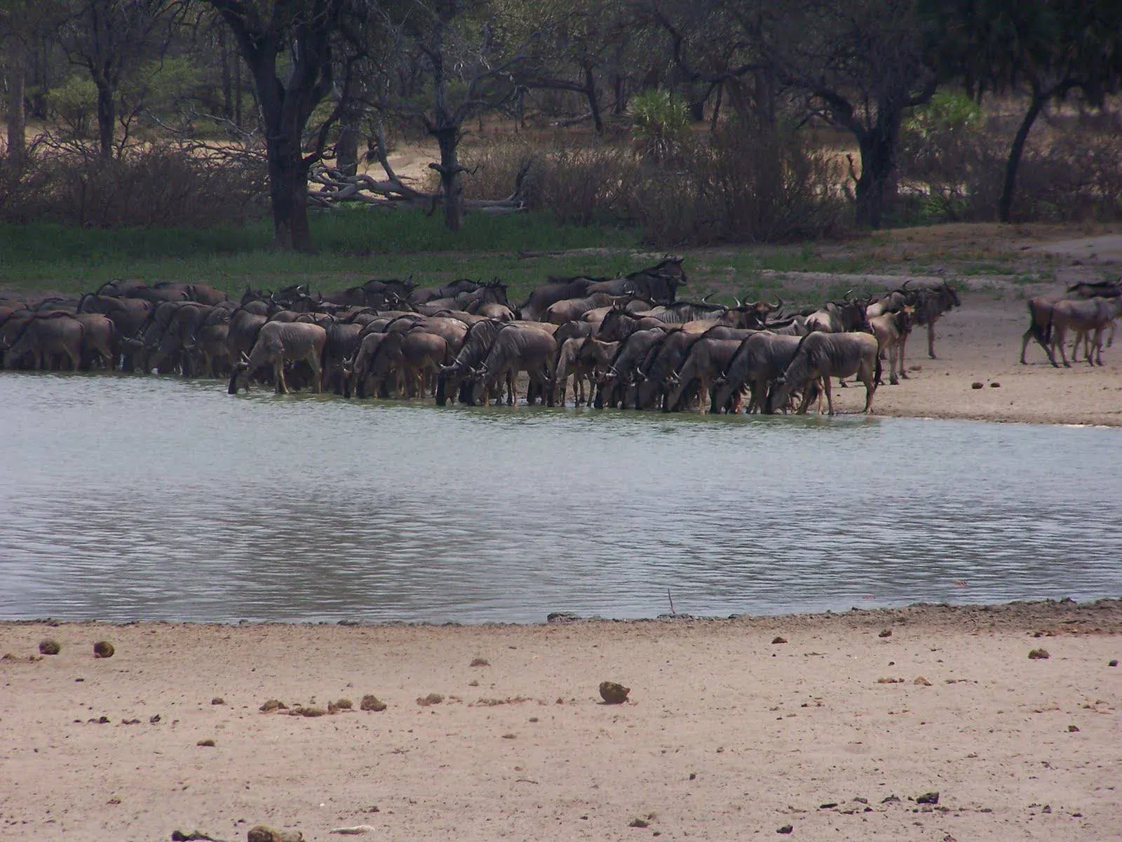 Safari di 10 Giorni nel Sud & Mnemba Island -- Nyerere, Ruaha e il Lusso a Piedi Nudi