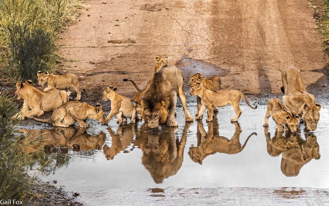 African Wild Dog Safaris in Tanzania