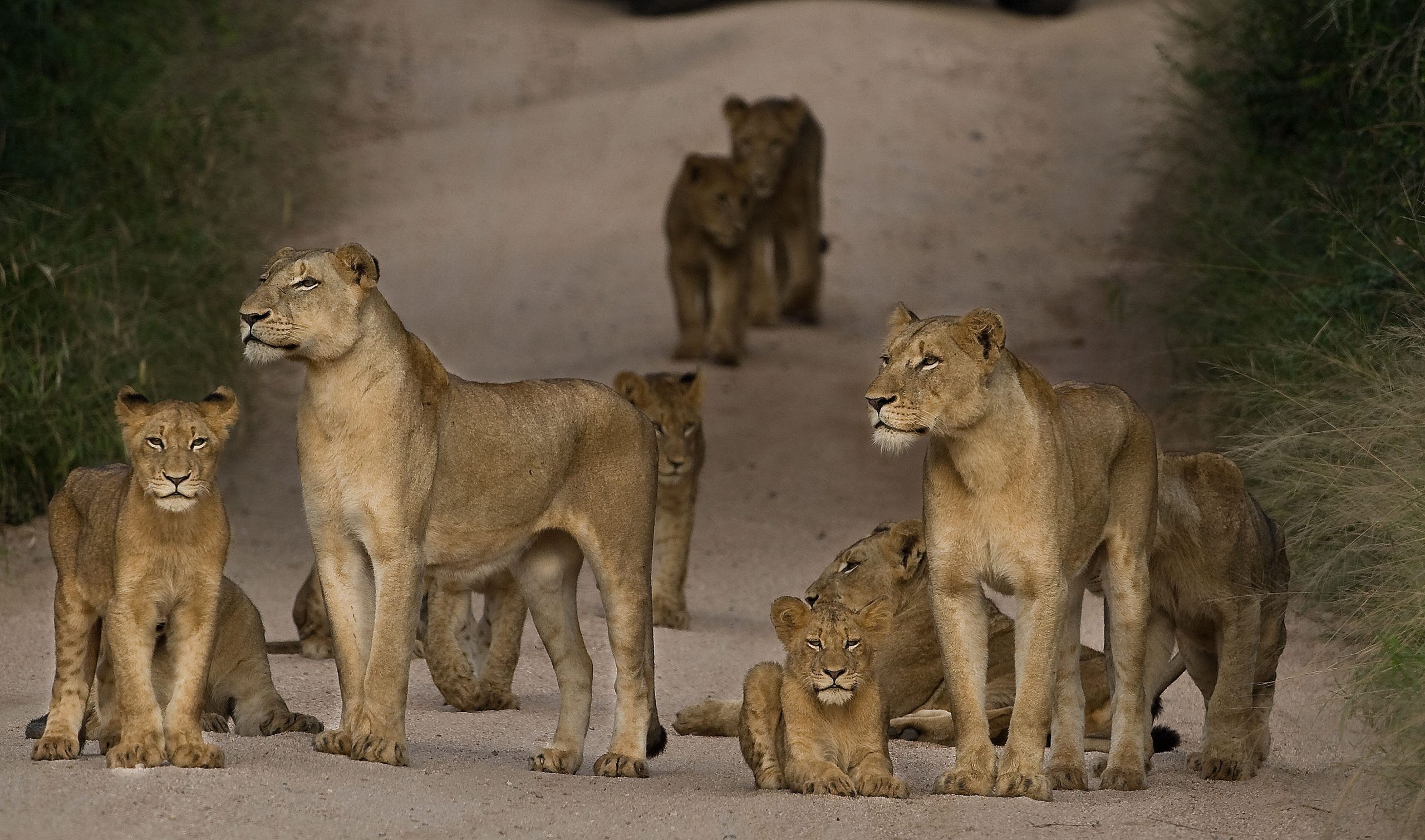Ruaha National Park